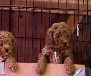 Poodle (Miniature) Puppy for Sale in LETTS, Iowa USA