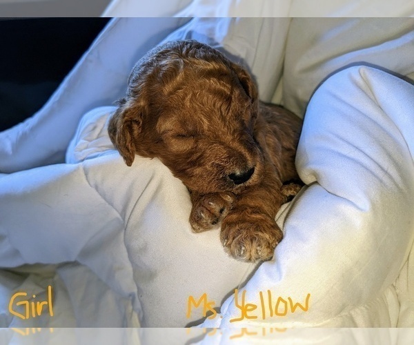 Medium Photo #3 Goldendoodle (Miniature) Puppy For Sale in RUSSELLVILLE, MO, USA