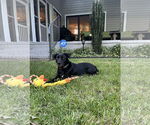 Small #3 Labrador Retriever Mix