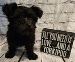 Small Photo #1 YorkiePoo Puppy For Sale in BLUE MOUND, TX, USA