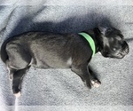 Puppy Green collar Cane Corso