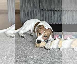 Labrador Retriever-Unknown Mix Dogs for adoption in Mechanicsburg, PA, USA