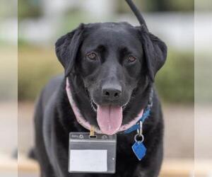 Labrador Retriever-Unknown Mix Dogs for adoption in San Diego, CA, USA