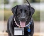 Maybee Baby - Adopted! - Female Labrador Retriever-Unknown Mix Dog for Adoption - Small photo