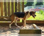 Small Photo #3 Treeing Walker Coonhound Puppy For Sale in Greenville, SC, USA