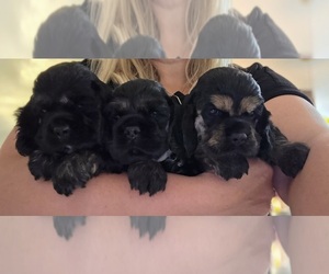 Cocker Spaniel Puppy for sale in KEIZER, OR, USA