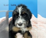 Puppy Luna Bernedoodle