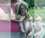 Small Photo #178 Great Dane Puppy For Sale in SPRAGGS, PA, USA