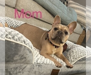 French Bulldog Puppy for sale in SEWELL, NJ, USA