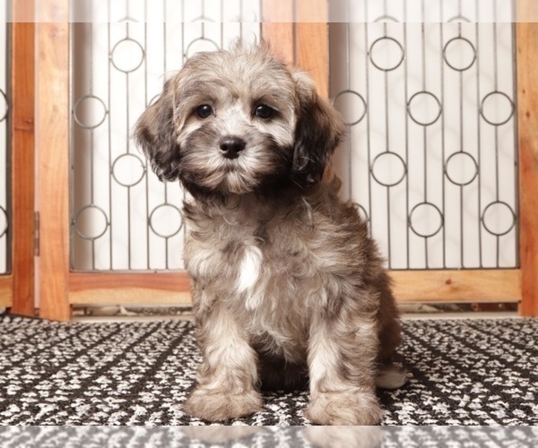 Medium Photo #1 ShihPoo Puppy For Sale in NAPLES, FL, USA
