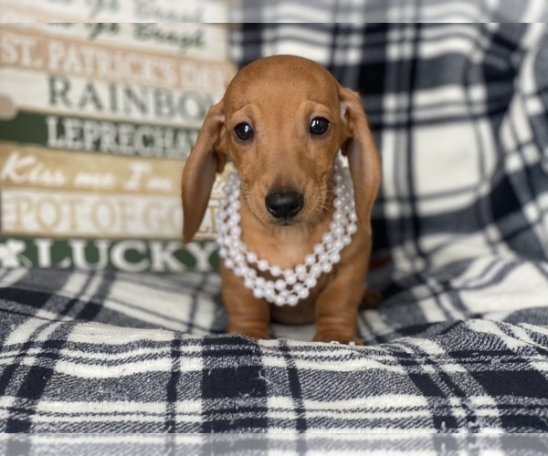 Medium Photo #8 Dachshund Puppy For Sale in CEDAR LANE, PA, USA