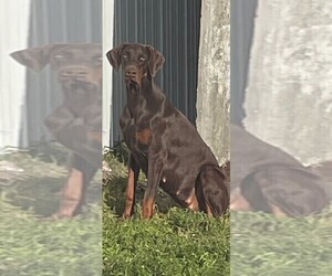 Mother of the Doberman Pinscher puppies born on 07/21/2025