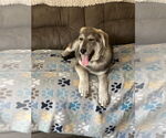 Small #1 Huskies  Mix