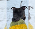 Small #6 American Pit Bull Terrier Mix