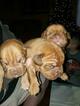 Small Photo #6 Dogue de Bordeaux Puppy For Sale in DIABLO GRANDE, CA, USA