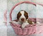Small Photo #3 Brittany Puppy For Sale in DILLSBURG, PA, USA