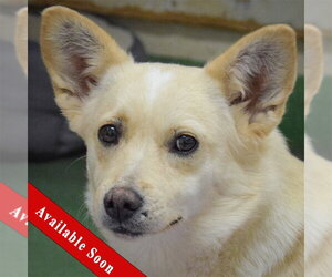 Papillon-Unknown Mix Dogs for adoption in Huntley, IL, USA