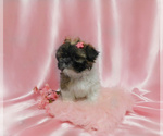 Small Photo #6 Shih Tzu Puppy For Sale in OSCEOLA, MO, USA