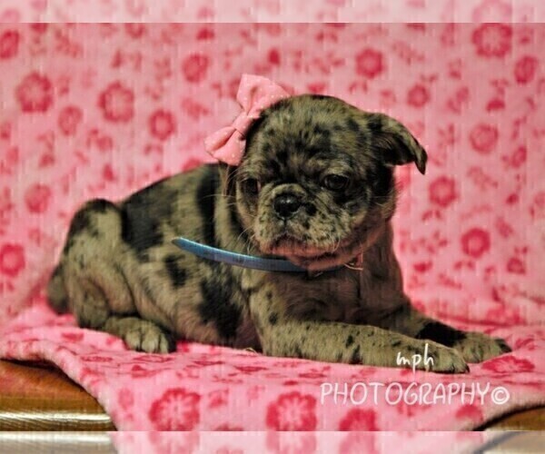 Medium Photo #3 Jug-Pug Mix Puppy For Sale in LIBERTY, KY, USA