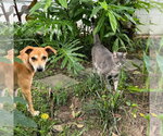 Small #1 Whippet Mix