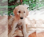 Puppy 2 Goldendoodle