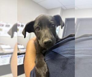 German Shepherd Dog-Unknown Mix Dogs for adoption in Visalia, CA, USA