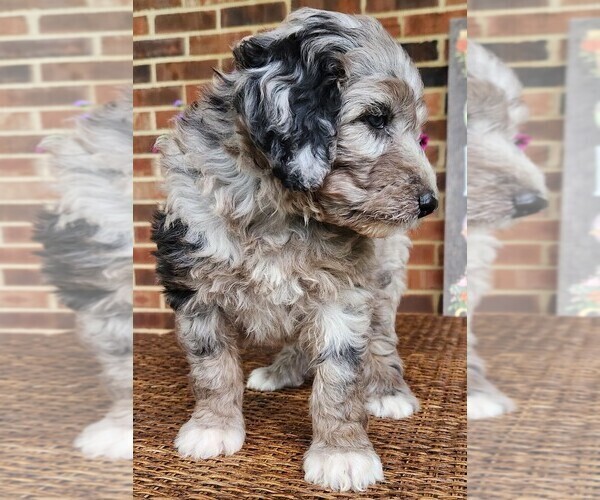 Medium Photo #3 Aussiedoodle Puppy For Sale in COLUMBIA, TN, USA
