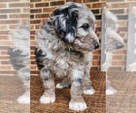 Small #2 Aussiedoodle