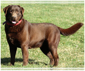 Father of the Labrador Retriever puppies born on 05/16/2020