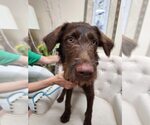 Small Labrador Retriever Mix
