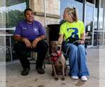 Small #6 Staffordshire Bull Terrier Mix