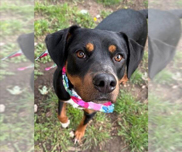 Medium Photo #1 Rottweiler-Unknown Mix Puppy For Sale in Tulsa, OK, USA