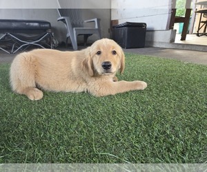 Golden Retriever Puppy for sale in MINNEAPOLIS, MN, USA