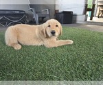 Small Golden Retriever