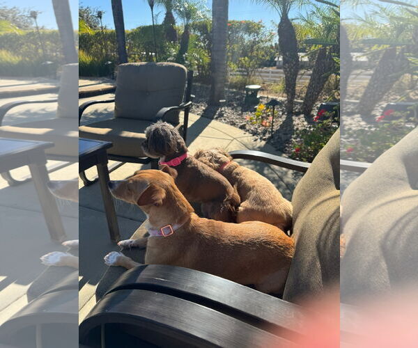 Medium Photo #8 Chiweenie Puppy For Sale in Escondido, CA, USA