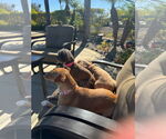 Small #7 Chiweenie