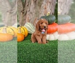 Small #2 Poodle (Miniature)