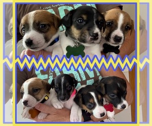 Jack Russell Terrier Litter for sale in FREEMAN, MO, USA