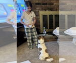 Small #7 Jack Russell Terrier-Spaniel Mix