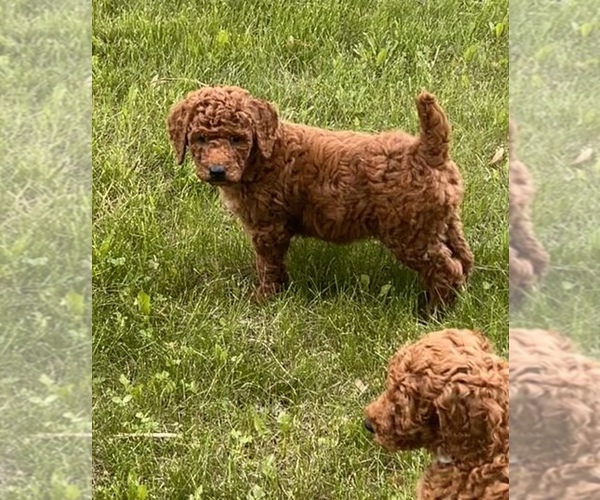 Medium Photo #1 Poodle (Standard) Puppy For Sale in ELKO NEW MARKET, MN, USA