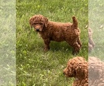 Small Photo #1 Poodle (Standard) Puppy For Sale in ELKO NEW MARKET, MN, USA