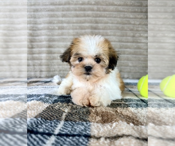 Medium Photo #4 Mal-Shi Puppy For Sale in GREENFIELD, IN, USA