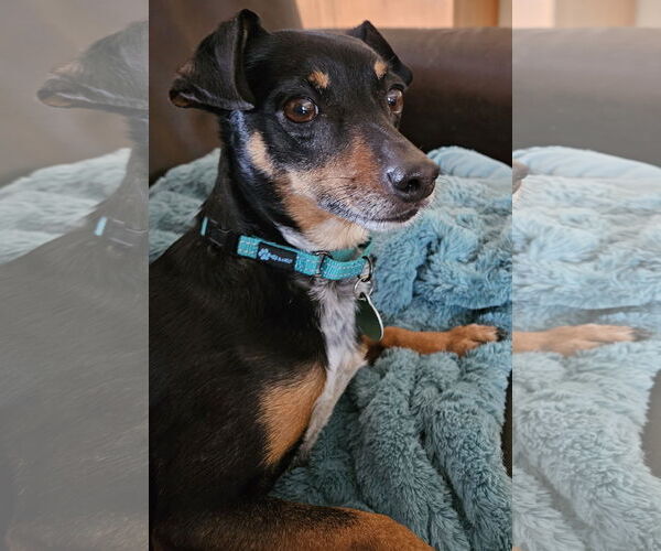 Medium Photo #8 Miniature Pinscher-Unknown Mix Puppy For Sale in Arlington, VA, USA