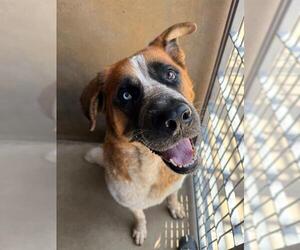 Saint Bernard-Unknown Mix Dogs for adoption in Chula Vista, CA, USA