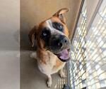 Small Saint Bernard Mix
