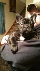 French Bulldog Puppy for sale in WHITE OAK, TX, USA