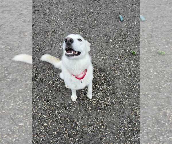 Medium Photo #4 Siberian Husky-Unknown Mix Puppy For Sale in Elmsford, NY, USA