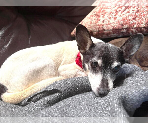 Medium Photo #11 Chihuahua-Unknown Mix Puppy For Sale in Boonton, NJ, USA