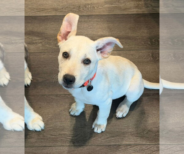 Medium Photo #4 Siberian Husky-Unknown Mix Puppy For Sale in Germantown, OH, USA