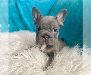 French Bulldog Puppy for sale in HOUSTON, TX, USA